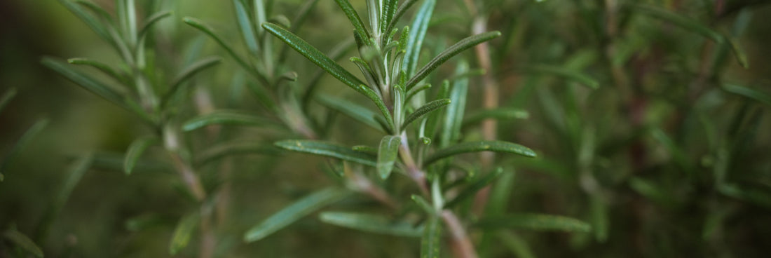 Hierbas medicinales